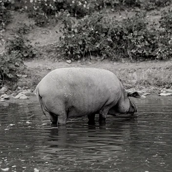 Cerdo ibérico bebiendo en finca Julián Martín